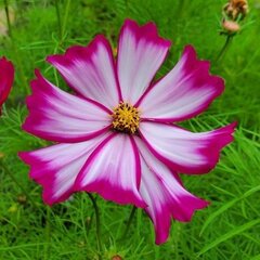 Pema